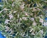 Foto langkah ke 1 dari resep Tumis Bunga dan Daun Pepaya.