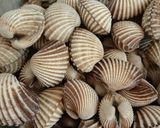 Foto langkah ke 1 dari resep Sup Kerang Dara.