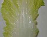 A picture of step 6 of Healthy Chinese Cabbage Rolls with Tofu.