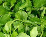 Hình bước làm 1 của món Đọt đậu Hà Lan nấu tôm