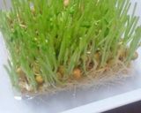 A picture of step 4 of Izakaya Style Shio-koji Salad with Pea Sprouts and Cabbage.