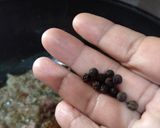 A picture of step 2 of Turai qeema Hara masala ♥️.