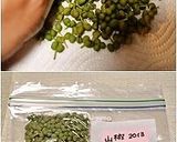 A picture of step 7 of Preparing and Freezing Sansho Peppercorns.