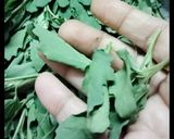 छास बथुआ सब्जी रेसिपी चरण 1 फोटो