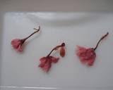 Salt-Cured Cherry Blossoms
