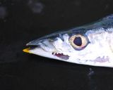 A picture of step 8 of Methods for Pre-Cutting Salt-Grilled Pacific Saury.