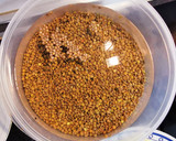 Foto del paso 1 de la receta: Guiso de Lentejas con todos sus Sacramentos