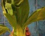 Foto langkah ke 1 dari resep Ayam Sawi (Cah Sawi).