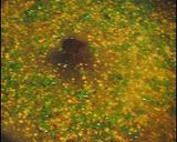 A picture of step 7 of Spiced Salmon Meunière with Mustard Sauce.