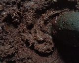 Foto langkah ke 4 dari resep Rawon Ayam.
