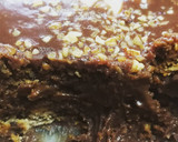 Foto del paso 5 de la receta: Princesa de Nutella