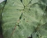 A picture of step 1 of Colocasia/ Arbi leaves instant Dhokla.
