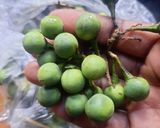 A picture of step 1 of Sundakkai (turkey berry) thogaiyal.