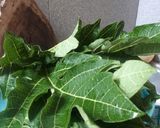 Foto langkah ke 1 dari resep Oseng daun pepaya.