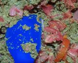 ચેટ્ટીનાડ પેપર પનીર (Chettinad Paper Paneer Recipe In Gujarati) રેસીપી સ્ટેપ3ફોટો