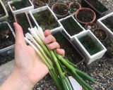 Hình bước làm 4 của món Móng giò kho nước tương