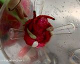 Foto langkah ke 2 dari resep Saos Kulit Buah Naga.