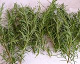 A picture of step 1 of How To Store Rosemary.
