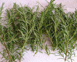 A picture of step 1 of How To Store Rosemary.