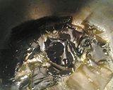 A picture of step 1 of Ponzu.