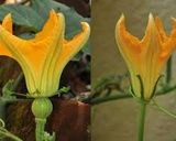 A picture of step 1 of Fried Squash Blossoms.