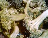 A picture of step 1 of Creamy chicken and broccoli with cheese.