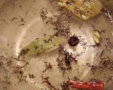 A picture of step 8 of Chicken dum biryani.