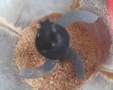 Foto langkah ke 2 dari resep Banoffe Dessert with Homemade Caramel Sauce.