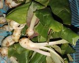 Foto langkah ke 2 dari resep 87. Tumis daun kencur.