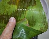 Foto langkah ke 8 dari resep 499. Mendut Sagu Mutiara.