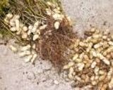 A picture of step 1 of Jimami-dofu and Uno Hana Made with Homegrown Peanuts.