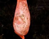 A picture of step 2 of Extra Delicious! Dried Chicken.