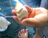 Foto langkah ke 4 dari resep Gyoza isi tahu udang simple.