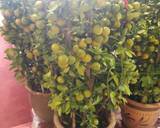 Calamondin Juice recipe step 1 photo