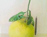 A picture of step 1 of Buntan (Pomelo) Marmalade.