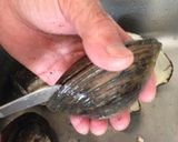 A picture of step 2 of Surf Clam Sashimi - How to Peel, Prepare and Blanch.