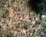 spinach alfredo recipe step 1 photo