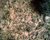 A picture of step 1 of spinach alfredo.