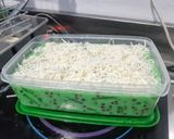 Foto langkah ke 6 dari resep Buko Pandan Creamy (Tanpa santan).