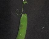 A picture of step 4 of My Pepper Sauce Veg ☺.