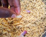 A picture of step 20 of Mandi rice (chicken mandi).