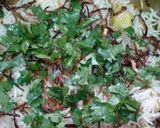 A picture of step 4 of Vegetable Biryani.