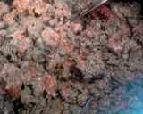 A picture of step 5 of Multi-Purpose Chunky Party Chili !!.