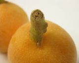 A picture of step 1 of Loquat Compote Using Lemon Lime Soda.