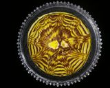 Foto langkah ke 7 dari resep Bolu Kukus Motif Harimau.
