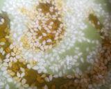 Foto del paso 2 de la receta: Dressing de albahaca, aceite de oliva y semillas de sésamo