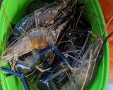Gambar langkah 1 resipi Enoki Udang Paprika.