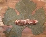 Foto del paso 7 de la receta: Hojas de parra rellenas con muchas especias