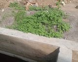 Foto langkah ke 1 dari resep Sayur Bayam / Sayur Bening.