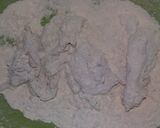 Foto langkah ke 5 dari resep Ayam Fillet Tepung Crispy.